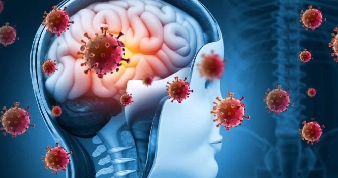 Accelerated Aging in Human Brains Home